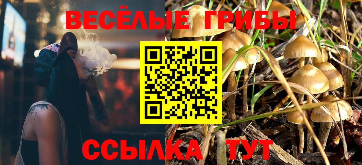 Галлюциногенные грибы Psilocybe  Вход с VPN  Большой Камень 